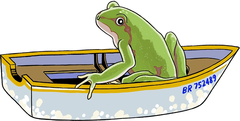 Grenouille dans un bateau, illustration