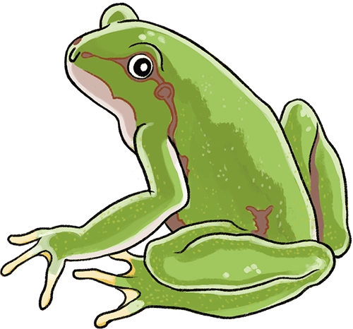 illustration de grenouille