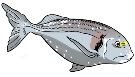 illustration de daurade