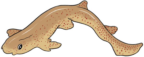 illustration de roussette