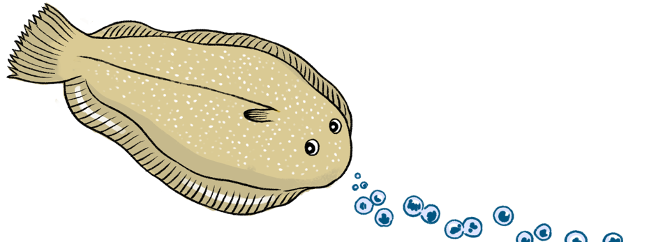 illustration d'une sole avec des bulles